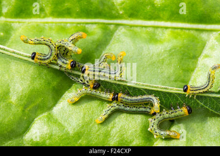 Las larvas de mosca, Craesus septentrionalis consumming una hoja de sauce. Foto de stock