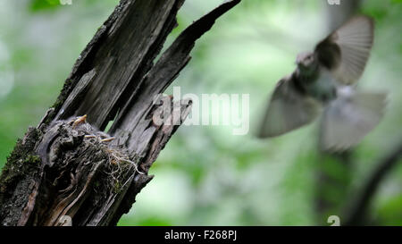 Flying Spotted Flycatcher cerca del nido con polluelos Foto de stock