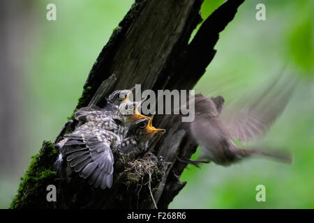 Flying Spotted Flycatcher cerca del nido con polluelos Foto de stock