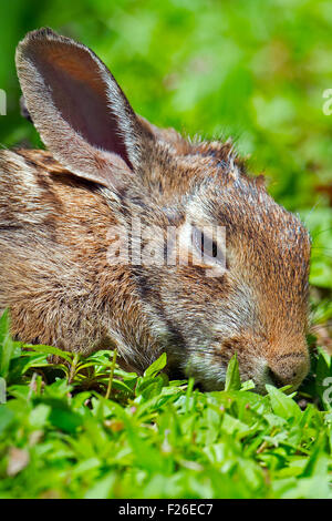 Este conejo Cottontail tendido en el césped Foto de stock