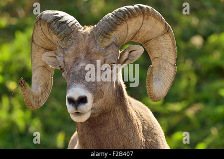 Una imagen vertical de un carnero de las montañas rocosas Orvis canadensis; haciendo contacto visual Foto de stock