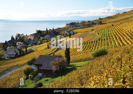 Los viñedos de la región de Lavaux, Suiza Foto de stock