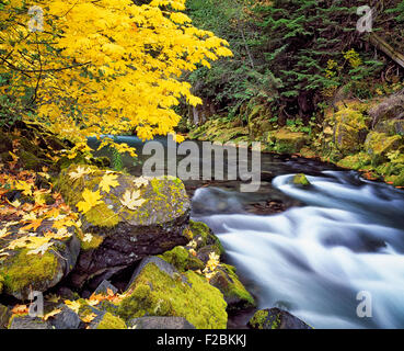 La belleza de las grandes hojas de otoño los arces junto a la salvaje y escénico Río Clackamas superior en Oregon's Mt Hood National Forest. Foto de stock
