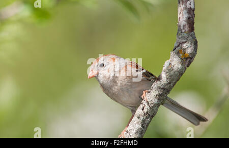 Sparrow, campo Spizella pusilla, encaramado en un árbol en la primavera Foto de stock