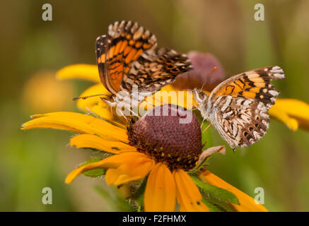 Una vista ventral de un par de Gorgone Cherckerspot mariposas en un Black-eyed Susan flor Foto de stock