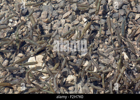 Cardumen, un montón de peces, lago Krnsko Foto de stock