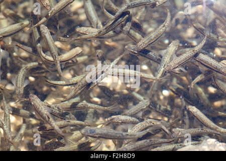 Cardumen, un montón de peces, lago Krnsko Foto de stock