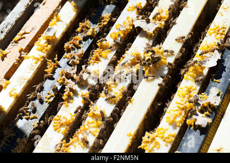 Cerca de abejas trabajando en la colmena Foto de stock