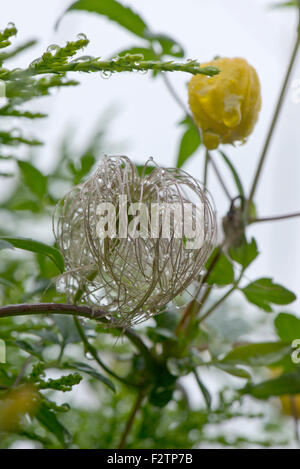 Las gotas de lluvia sobre la seedhead de Clematis tangutica creciente en una cobertura con una flor mojada detrás, Berkshire, Agosto Foto de stock