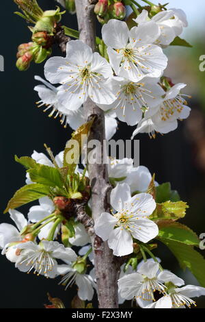 Primer plano de lapins flores de cerezo en un árbol
