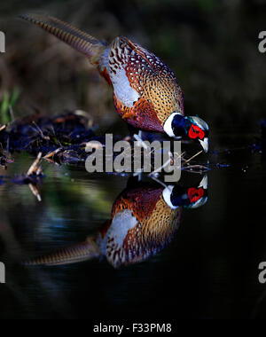 Faisán Phasianus colchicus macho bebiendo en woodland piscina Norfolk