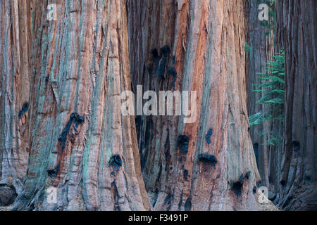 La casa grupo de secoyas gigantes en el Congreso Trail, Sequoia National Park, California, EE.UU. Foto de stock