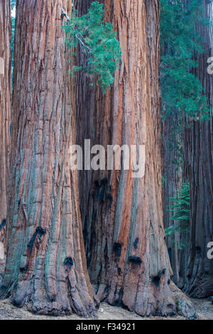 La casa grupo de secoyas gigantes en el Congreso Trail, Sequoia National Park, California, EE.UU. Foto de stock