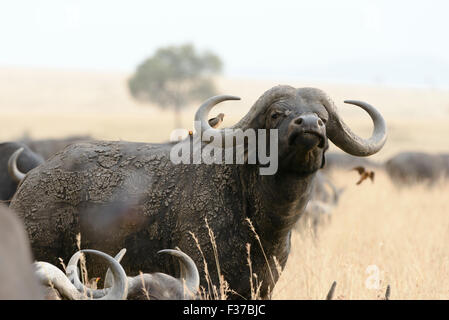 El búfalo africano (Syncerus o cape búfalo caffer), Reserva Nacional Maasai Mara, Condado de Narok, Kenia Foto de stock