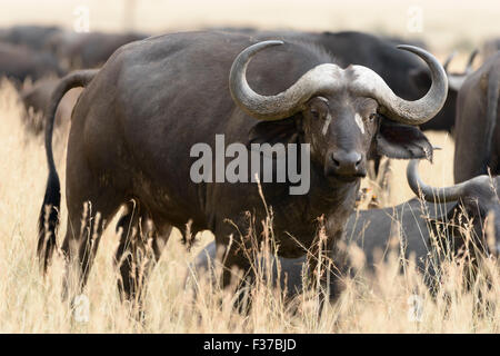 El búfalo africano (Syncerus o cape búfalo caffer), Reserva Nacional Maasai Mara, Condado de Narok, Kenia Foto de stock