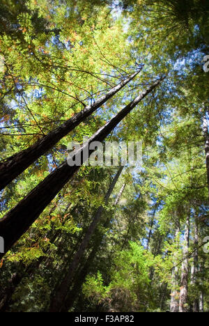 Los árboles en el parque estatal Big Basin Redwoods State Park, California Foto de stock