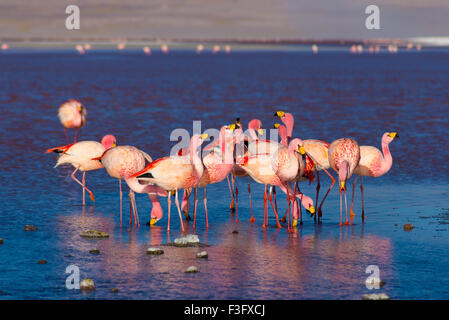 Grupo de flamencos rosados en el agua colorida de la "Laguna Colorada" (Lago Salado multicolor), entre los más importantes de viajes Foto de stock