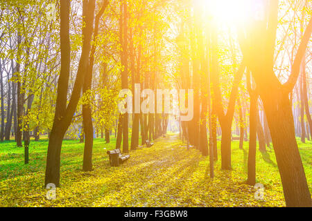 Ver en la carretera con hojas caídas a lo largo de la cual hay árboles, banquetas y lámparas de la luz solar en el parque en otoño Foto de stock