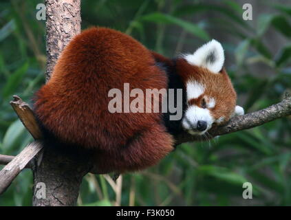 Asian panda rojo (Ailurus fulgens) dormir en un árbol