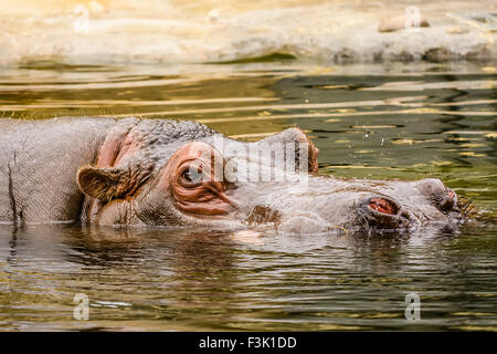 El hipopótamo común jefe Hippopotamus amphibius o hipopótamos, es una gran mayoría de mamíferos herbívoros Foto de stock