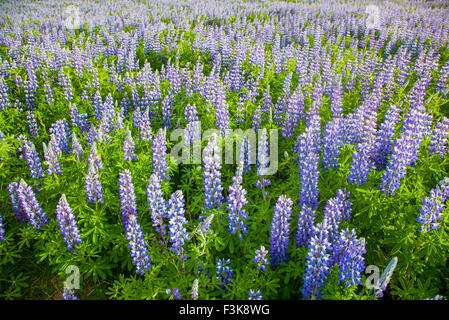 Alaska azul de altramuces (Lupinus nootkatensis) cubren vastas extensiones de Islandia.