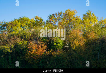 Largo Itchington, Warwickshire, Reino Unido. 9 de octubre de 2015. Las hojas tornando color soleado en una fría mañana otoñal. Crédito: Dan Tucker/Alamy Live News