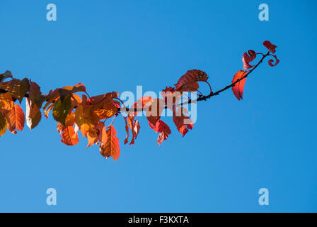 Largo Itchington, Warwickshire, Reino Unido. 9 de octubre de 2015. Las hojas tornando al rojo contra un cielo azul en una fría mañana otoñal soleado. Crédito: Dan Tucker/Alamy Live News