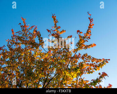 Largo Itchington, Warwickshire, Reino Unido. 9 de octubre de 2015. Las hojas tornando al rojo contra un cielo azul en una fría mañana otoñal soleado. Crédito: Dan Tucker/Alamy Live News