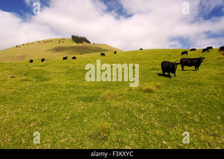 El ganado en el Rancho de Anna y el campo; Waimea, en la isla de Hawaii, Hawaii, Estados Unidos de América. Hawaii, HI, Waimea, rancho alojam