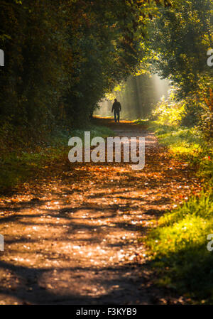 Largo Itchington, Warwickshire, Reino Unido. 9 de octubre de 2015. Caminando a lo largo de macho Stonebridge Lane desmantelaron la línea ferroviaria. Ejes de la luz del sol en la niebla se filtra a través de las hojas en una fría mañana otoñal soleado. Crédito: Dan Tucker/Alamy Live News