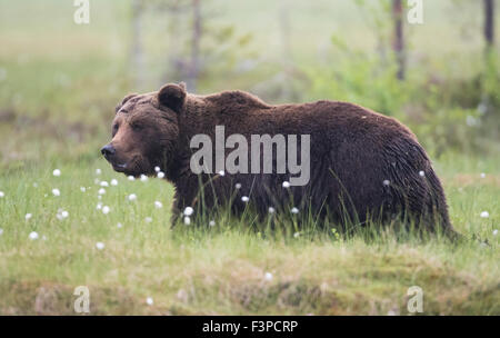 Cerrar phot sobre el oso pardo Ursus arctos, caminar en la hierba con pasto de algodón, Kuhmo, Finlandia