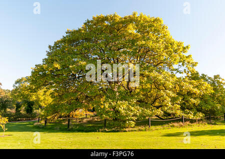 El Bean de Indias Catalpa bignonioides árbol en los jardines de Wisley en Surrey.