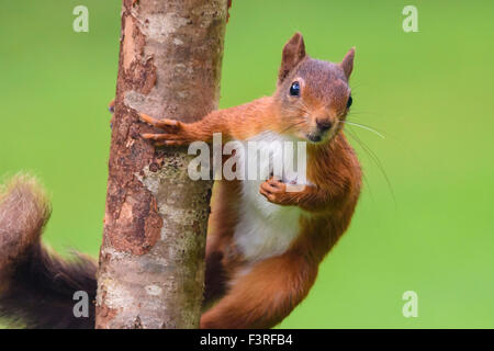Ardilla roja Fotografía de stock - Alamy