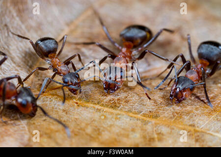 Las hormigas de madera roja (Formica rufa) trabajadores adultos azúcar en agua potable de cebo. Shropshire, Inglaterra. De abril. Foto de stock