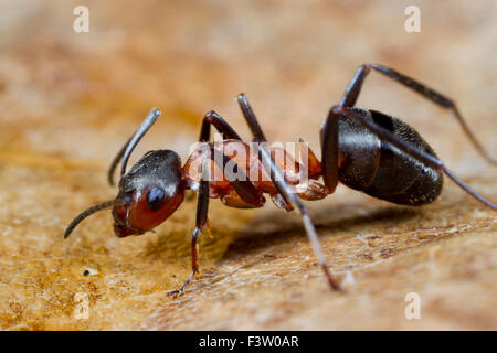 Las hormigas de madera roja (Formica rufa) trabajador adulto de azúcar en agua potable de cebo. Shropshire, Inglaterra. De abril. Foto de stock