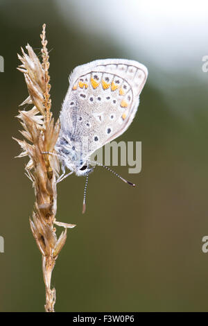 Mariposa Azul común (Polyommatus icarus)macho adulto posarse, cubierto de rocío. El causse de Gramat, región de Lot, Francia. De mayo.