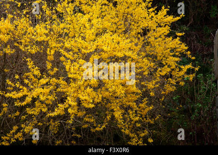 Forsythia x intermedia 'Lynwood' arbusto en flor Foto de stock