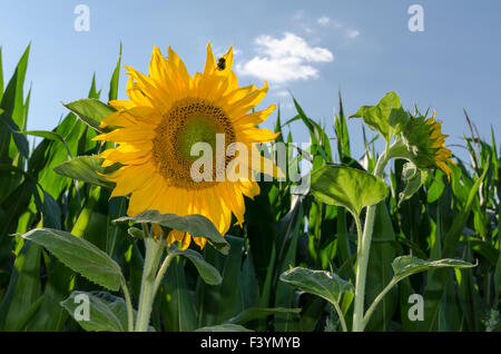 Semillas de girasol Sunspot Fotografía de stock - Alamy