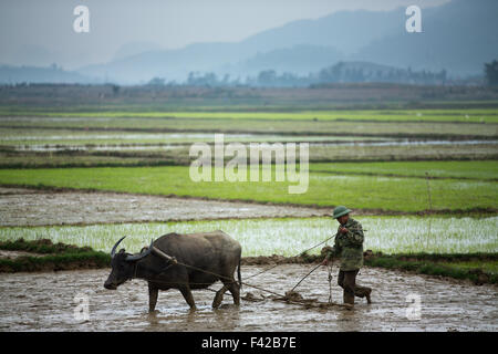 Un hombre arando un arrozal nr Phong Nha, provincia de Quảng Bình, Vietnam Foto de stock