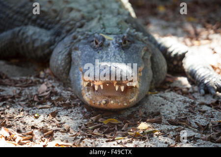 Peligroso cocodrilo abierto con la respiración por la boca Fotografía de  stock - Alamy