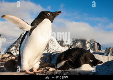 La Antártida, Isla Petermann, pingüinos Adelia (Pygoscelis adeliae) en pie mediante la anidación de mate en criaderos a lo largo del estrecho de Penola al atardecer en tarde de primavera.
