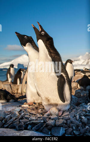 La Antártida, Isla Petermann, pingüinos Adelia (Pygoscelis adeliae) en pie con mate en el nido en el Estrecho de Penola rookery junto al atardecer en tarde de primavera.