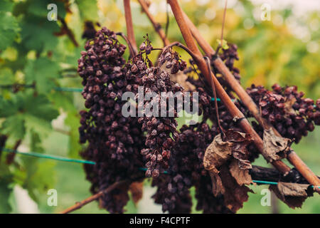 Acercamiento al viejo marchitado las uvas rojas en una plantación de vino en un viñedo. Foto de stock