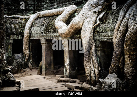 Camboya, Angkor Wat. Ta Prohm templo. Las raíces de los árboles en las ruinas. Tamaños disponibles (de gran formato) Foto de stock