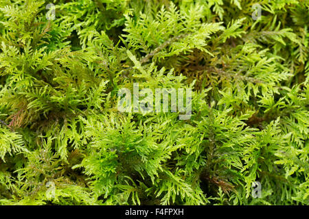 Moss, tamarisco común Thuidium tamariscinum. Peak District National Park, Derbyshire. Foto de stock