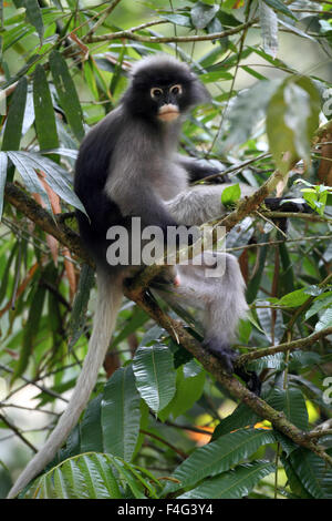 Langur negruzcas hojas negruzcas o mono (Trachypithecus obscurus) en Tailandia Foto de stock