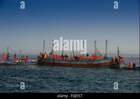 Almadraba pesquería del atún rojo del Atlántico se compone de un laberinto de redes, la red es winched final a la superficie, Andalucía, España. Foto de stock