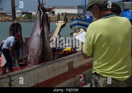 Almadraba pesca de la migración del atún rojo del Atlántico que tiene un estricto sistema de cuotas para su captura, Andalucía, España. Foto de stock