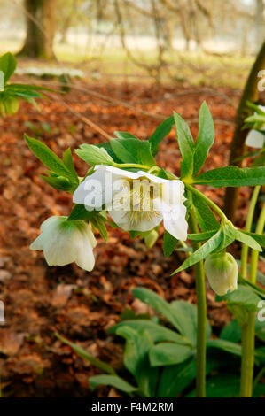 Helleborus Orientalis "Rose" cuaresmal. Cerca de las flores. Febrero. Gloucestershire, Reino Unido. Foto de stock