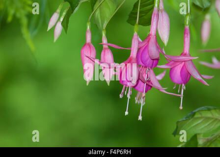 Fuchia flores creciendo en un jardín de verano en Victoria, British Columbia, Canadá Foto de stock